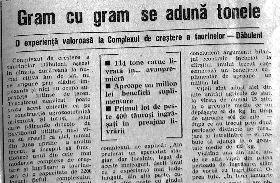 Titlul reportajului „Gram cu gram se adună tonele”, Înainte, 8 februarie 1976, despre complexul de taurine de la Dăbuleni.