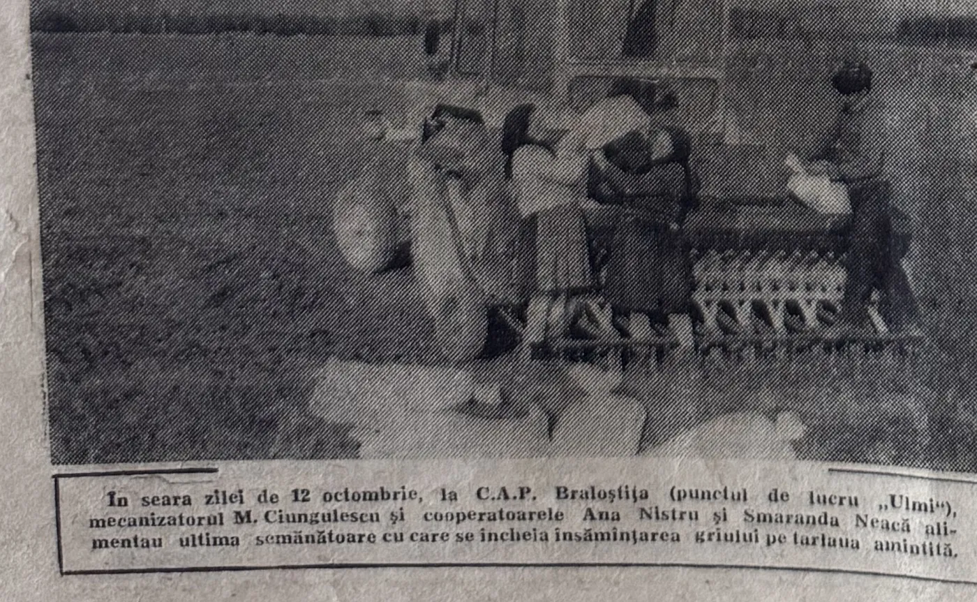 Fotografie din Înainte, 14 octombrie 1982: ultima semănătoare încărcată la C.A.P. Braloștița