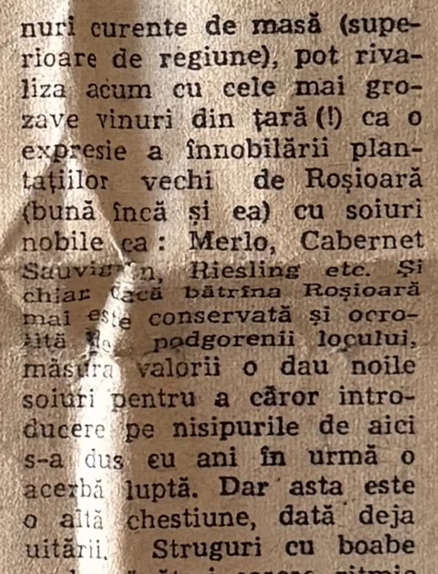 Tăietură din Înainte, 14 octombrie 1982: noile soiuri de viță, pentru care s-a dus pe nisipuri o acerbă luptă, dată deja uitării