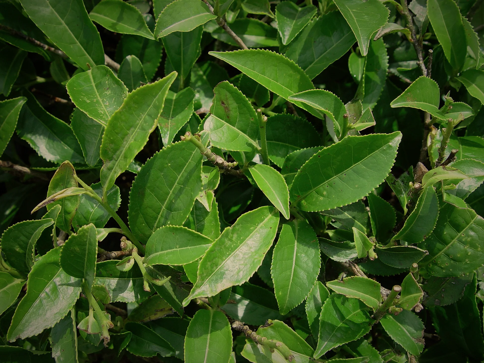 Fresh, glossy green tea leaves with serrated edges