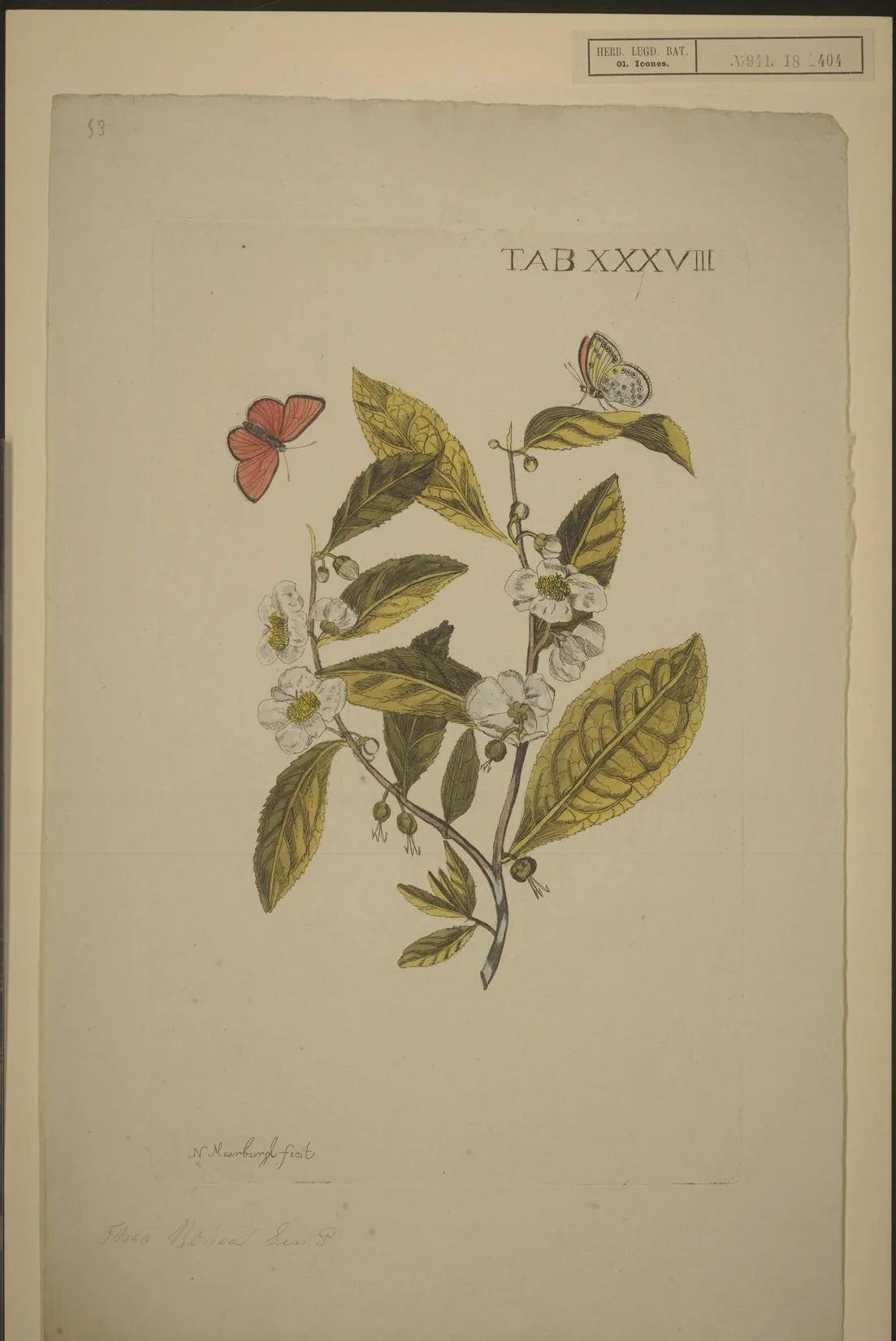 A botanical painting of a tea branch with leaves and white flowers