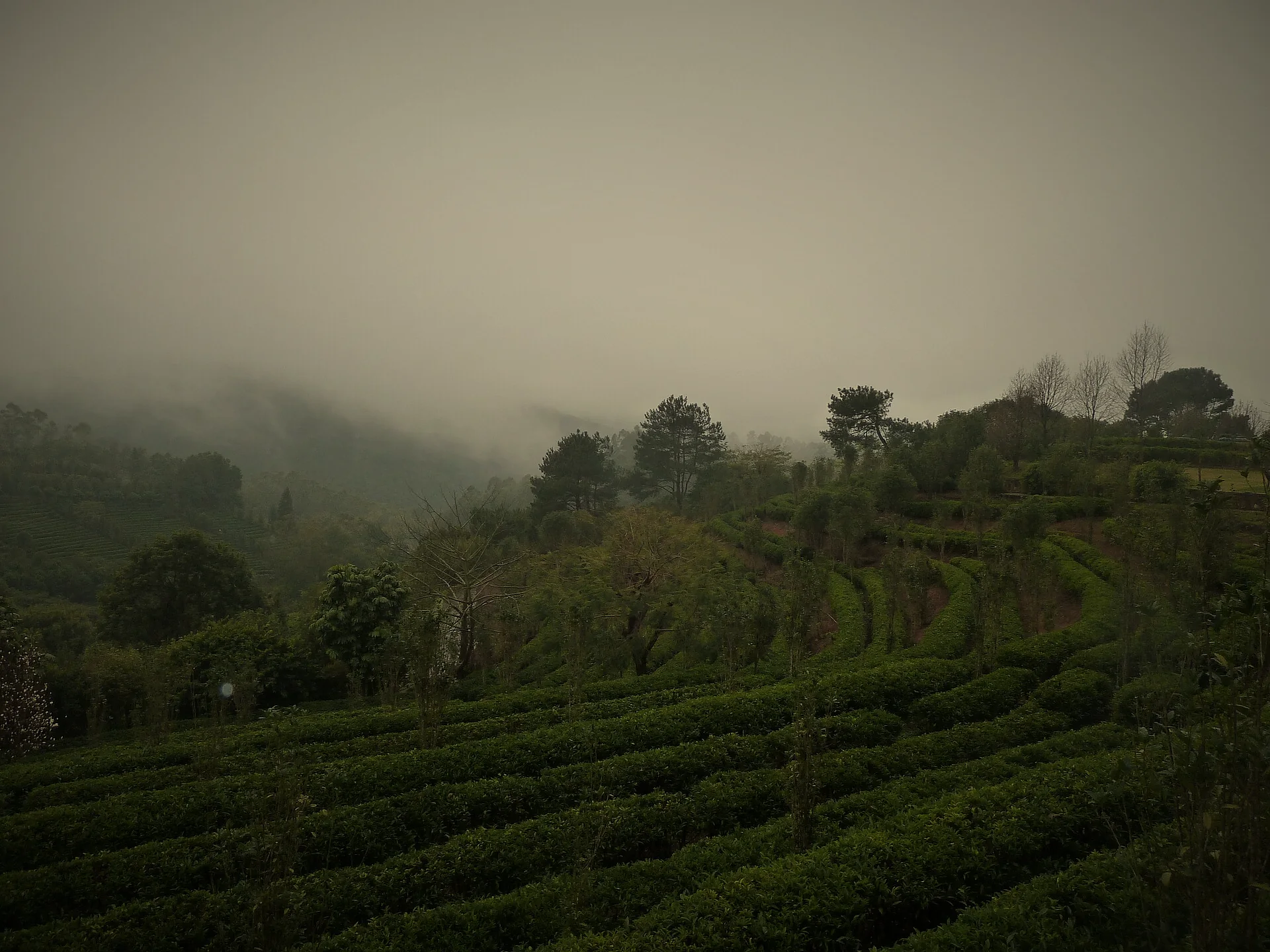 Terraced tea bushes on a hillside under low cloud, Guangdong