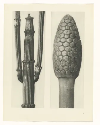 Plate 6