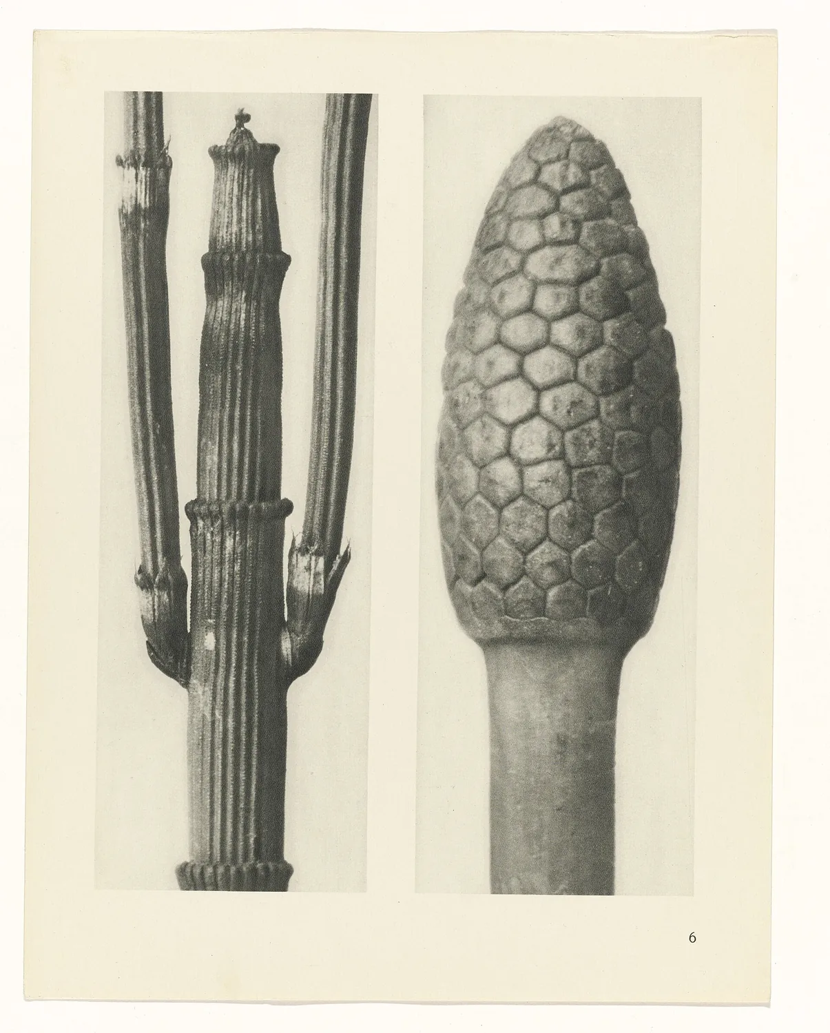 Plate 6 of Urformen der Kunst