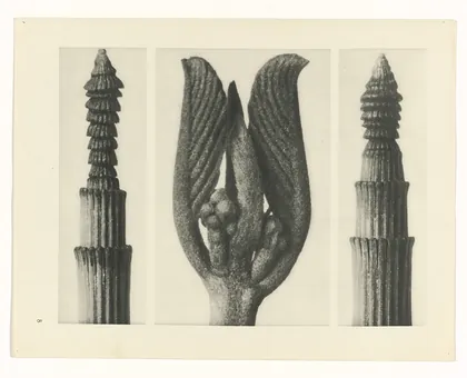 Plate 8