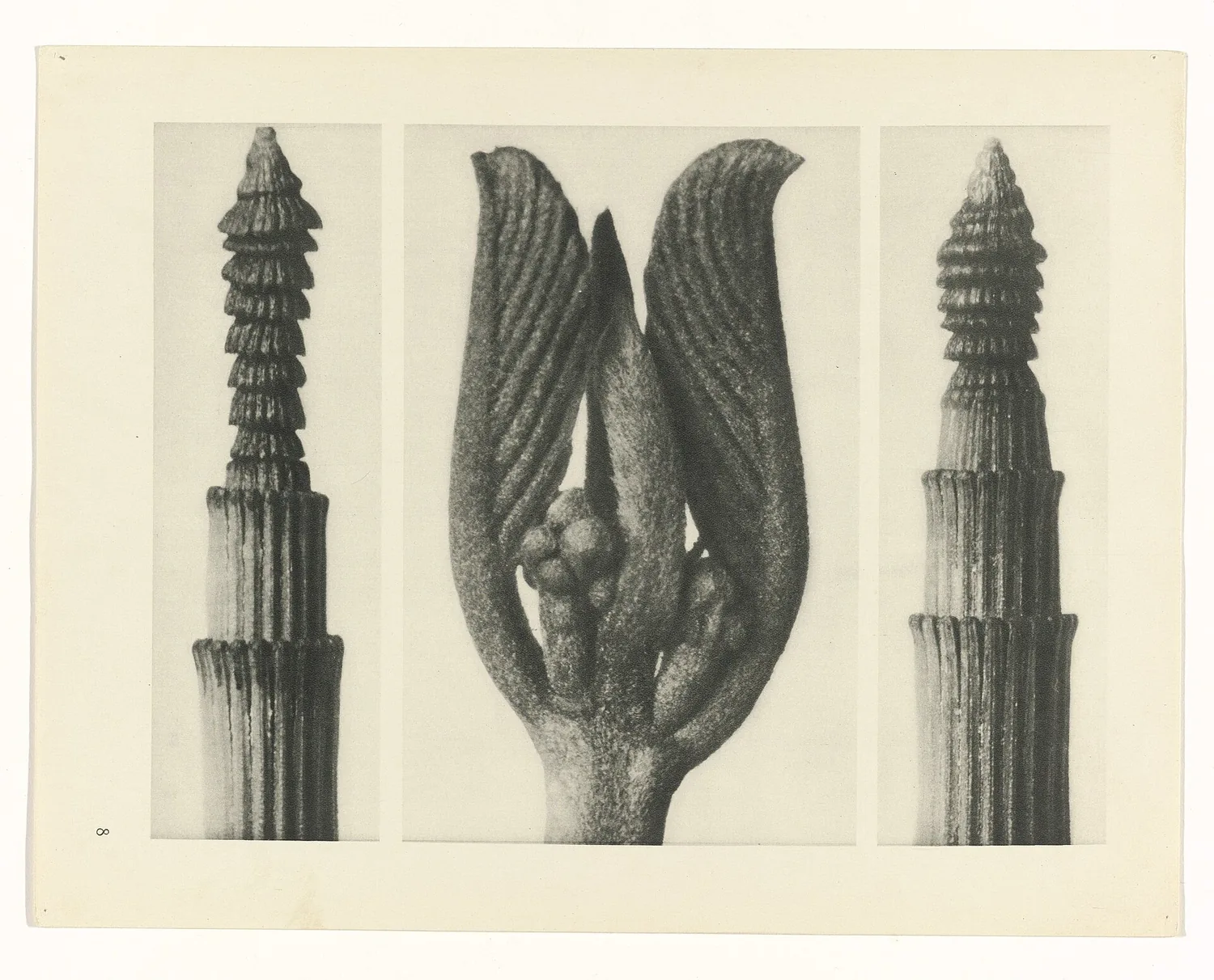 Plate 8 of Urformen der Kunst