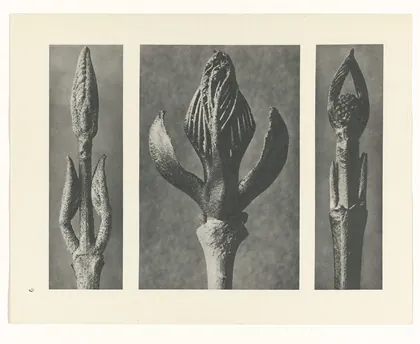 Plate 9