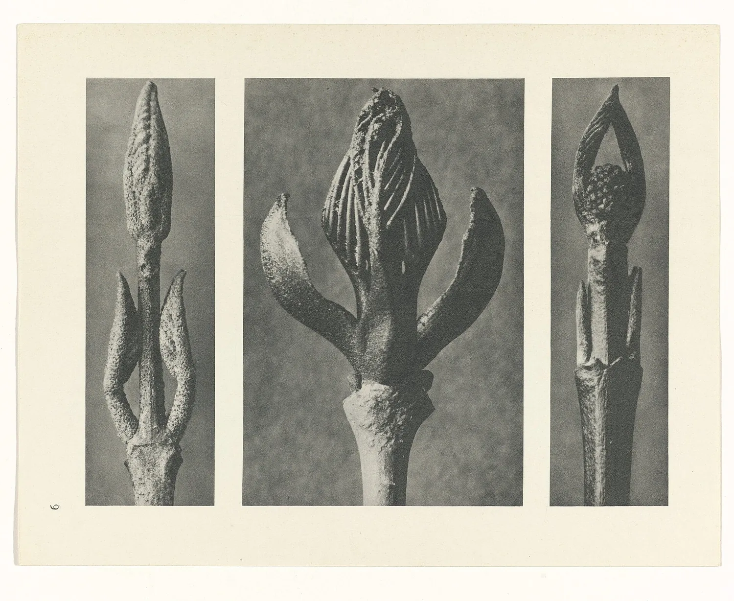 Plate 9 of Urformen der Kunst