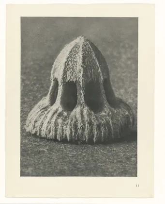 Plate 11