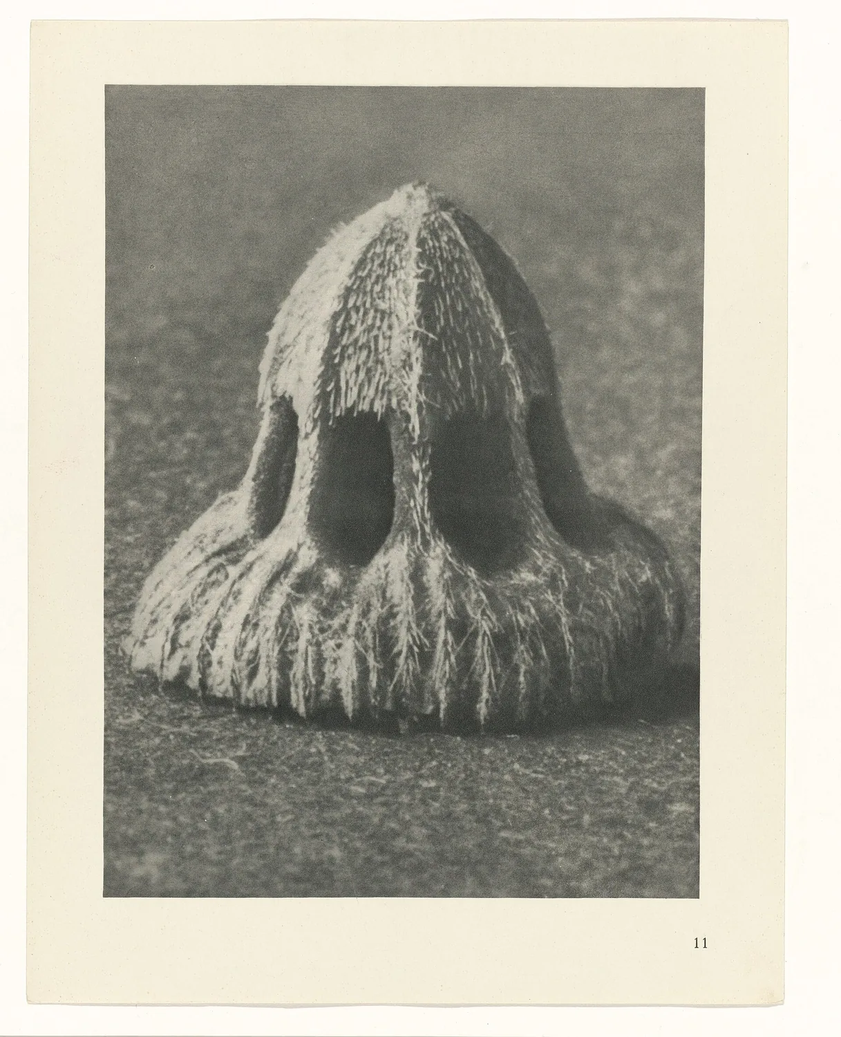 Plate 11 of Urformen der Kunst
