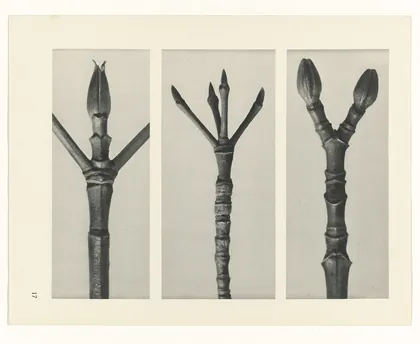 Plate 17