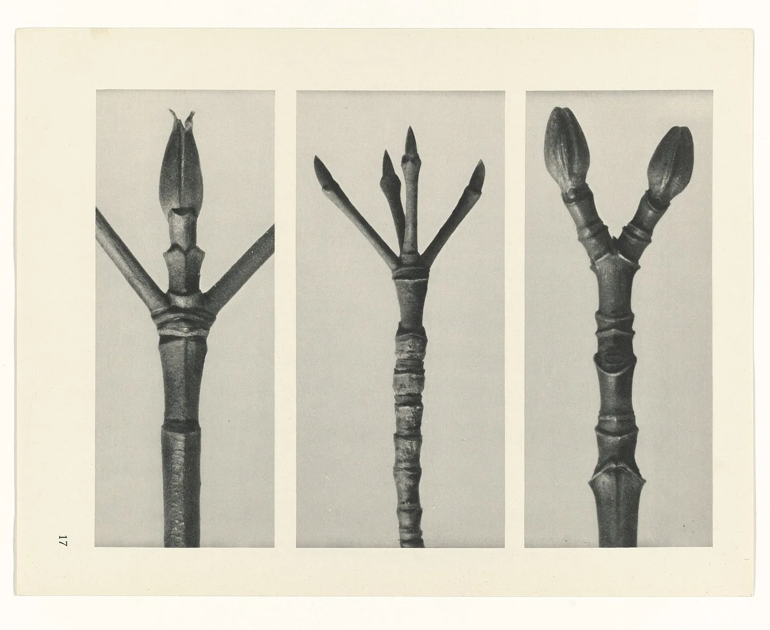 Plate 17 of Urformen der Kunst