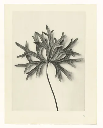 Plate 31
