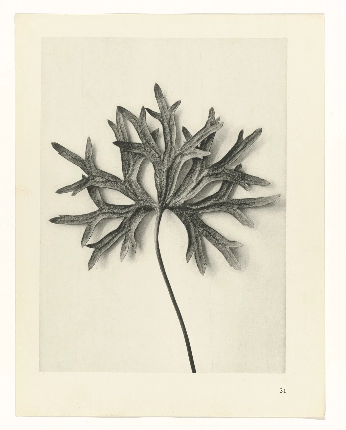 Plate 31 of Urformen der Kunst