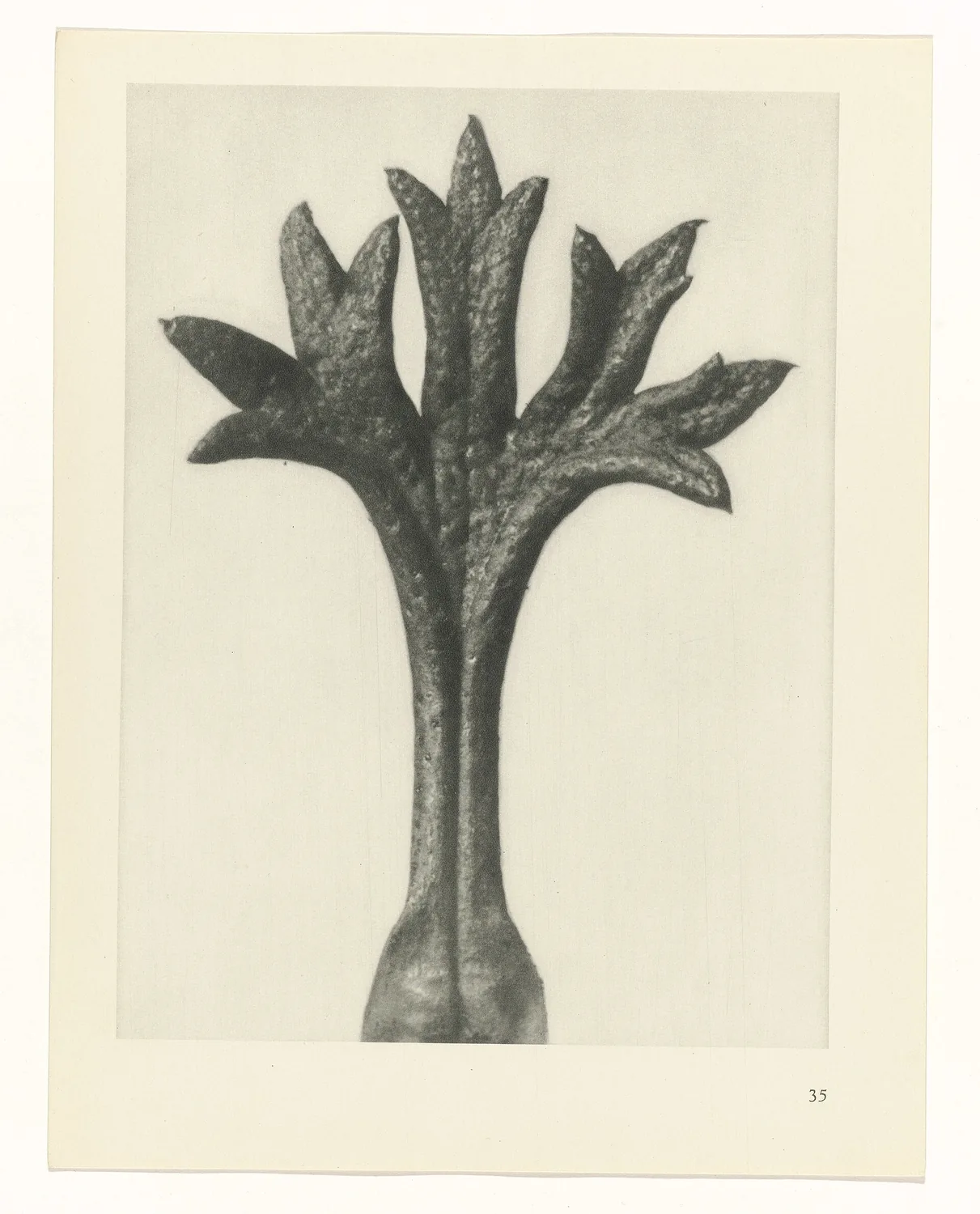 Plate 35 of Urformen der Kunst