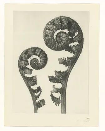 Plate 56
