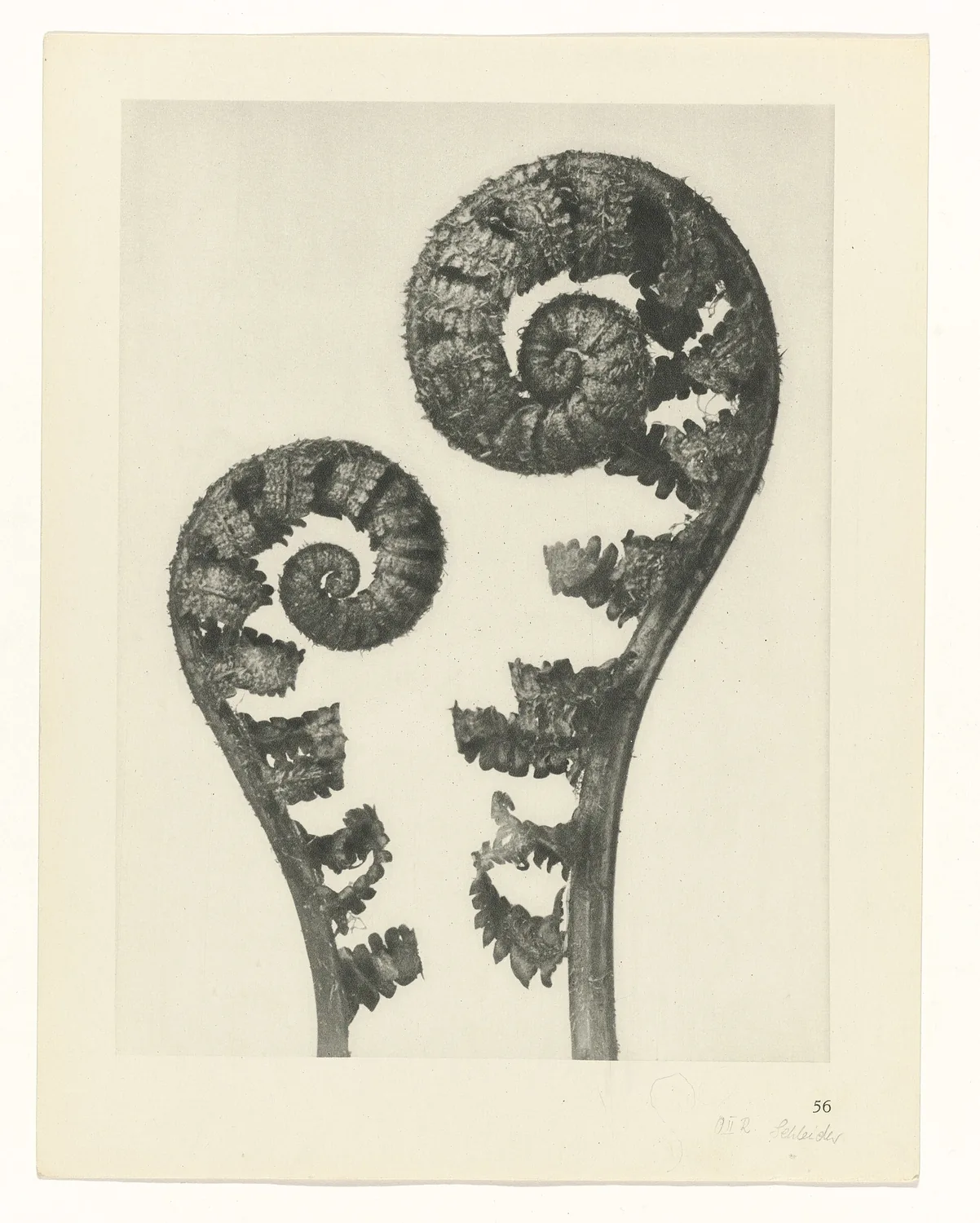 Plate 56 of Urformen der Kunst