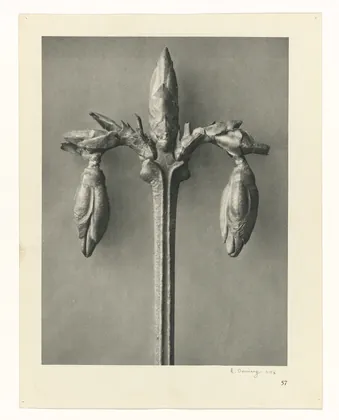 Plate 57