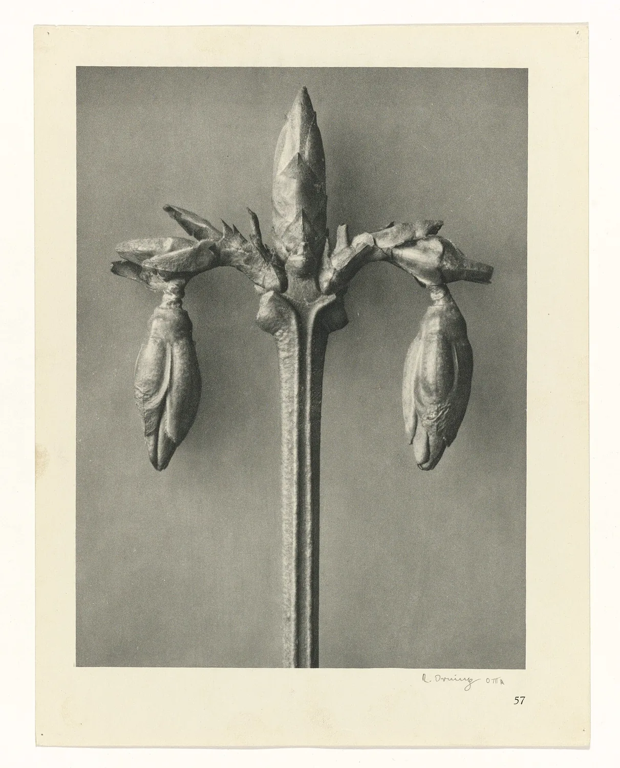 Plate 57 of Urformen der Kunst