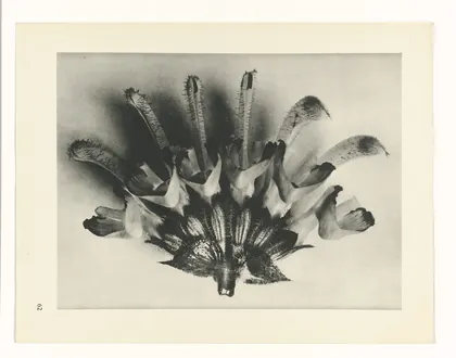 Plate 62