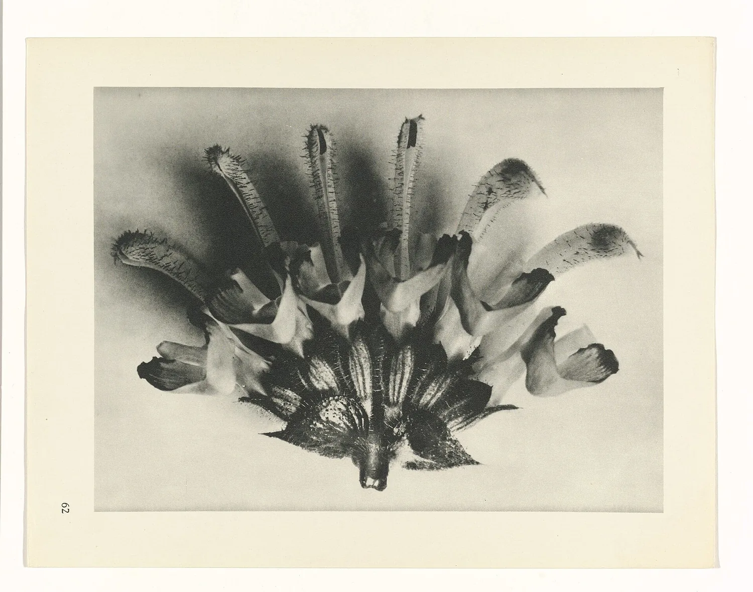 Plate 62 of Urformen der Kunst