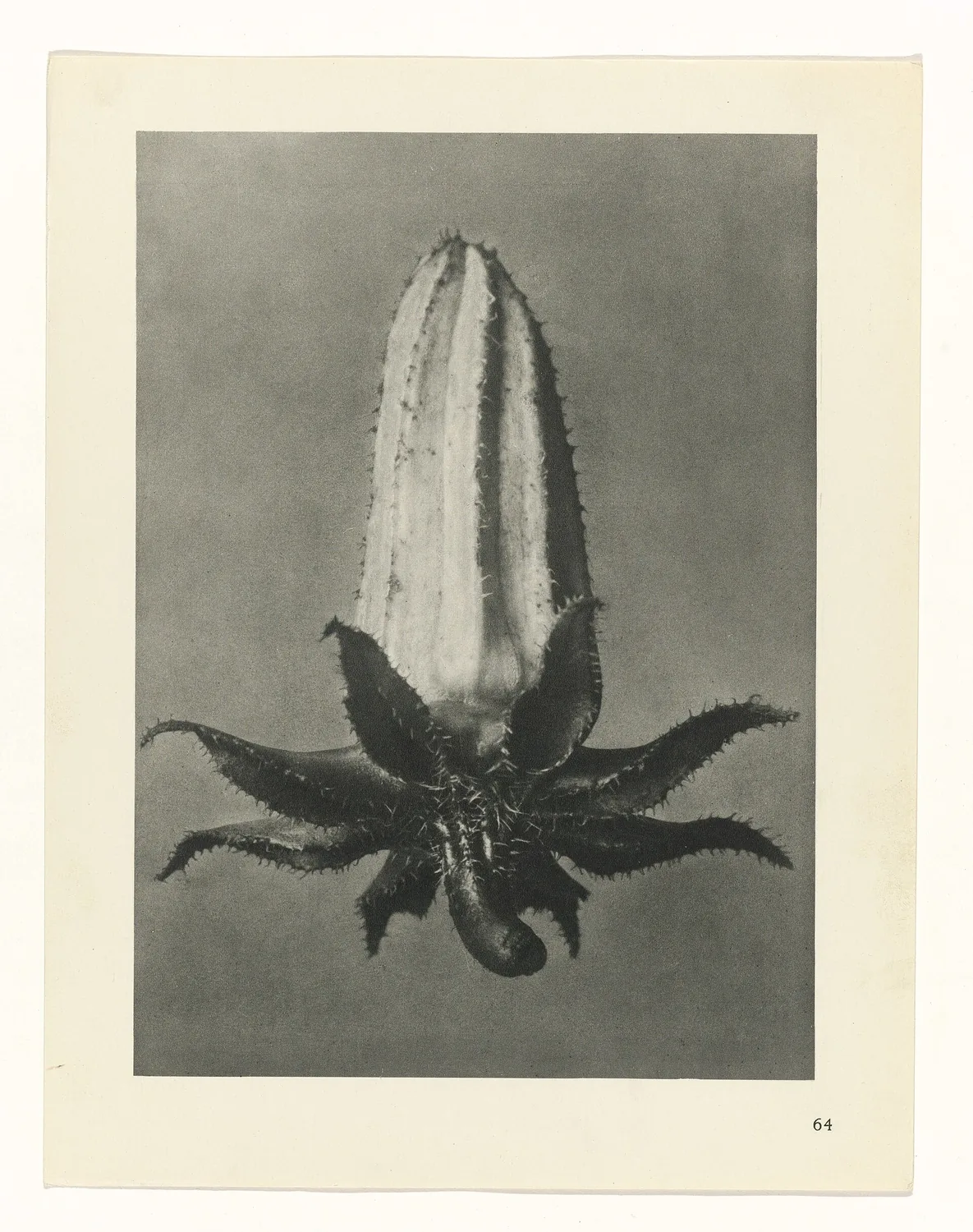 Plate 64 of Urformen der Kunst