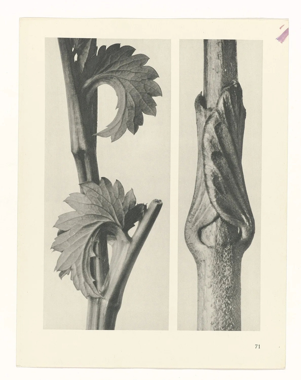 Plate 71 of Urformen der Kunst