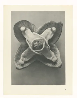 Plate 72