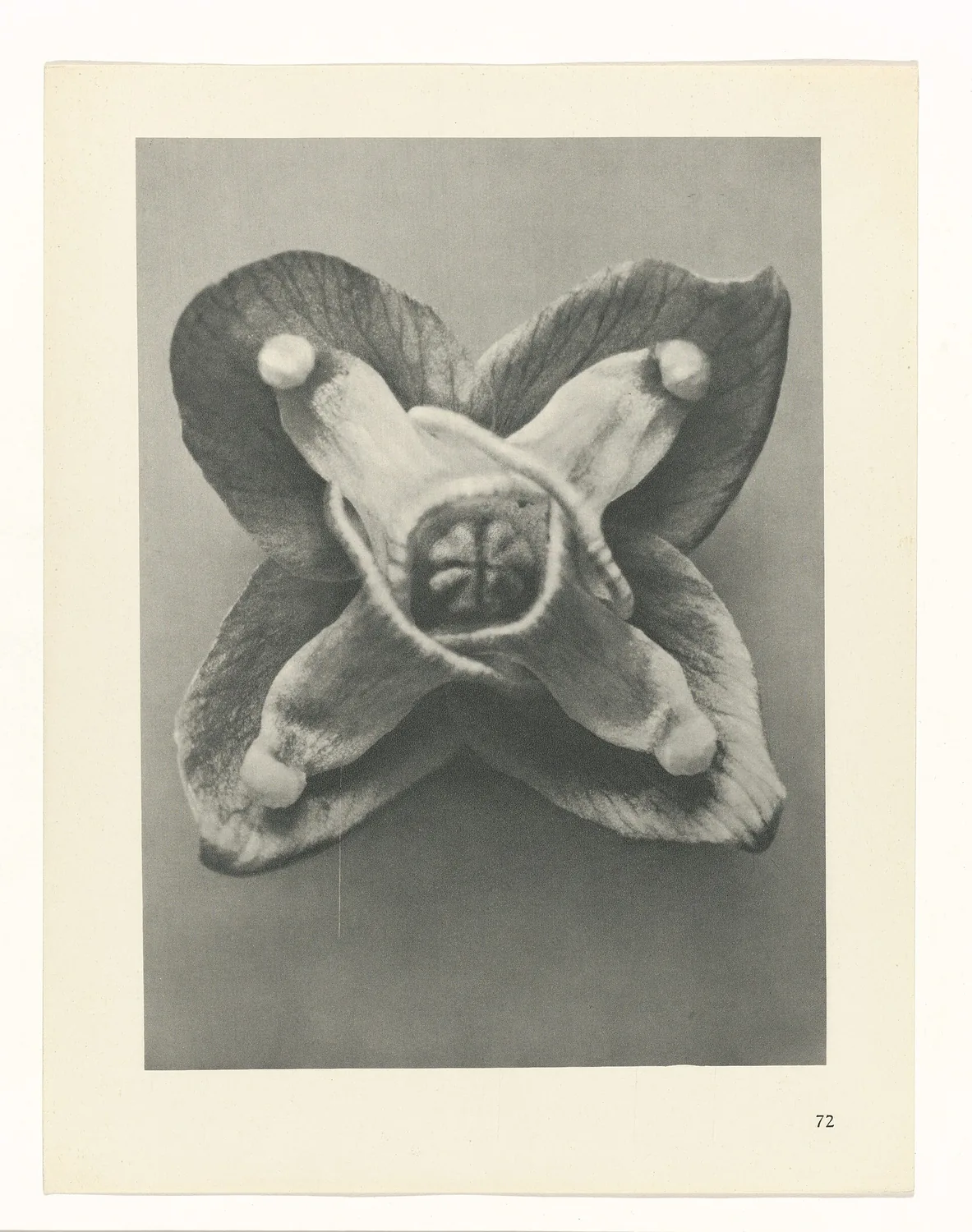 Plate 72 of Urformen der Kunst