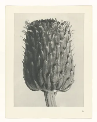 Plate 84