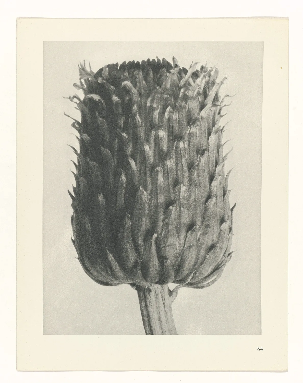 Plate 84 of Urformen der Kunst