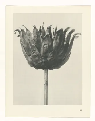 Plate 86