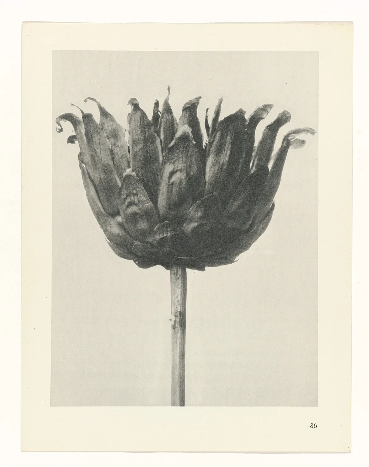 Plate 86 of Urformen der Kunst