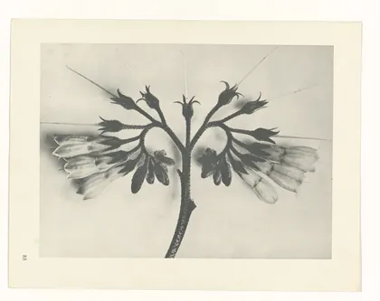 Plate 88