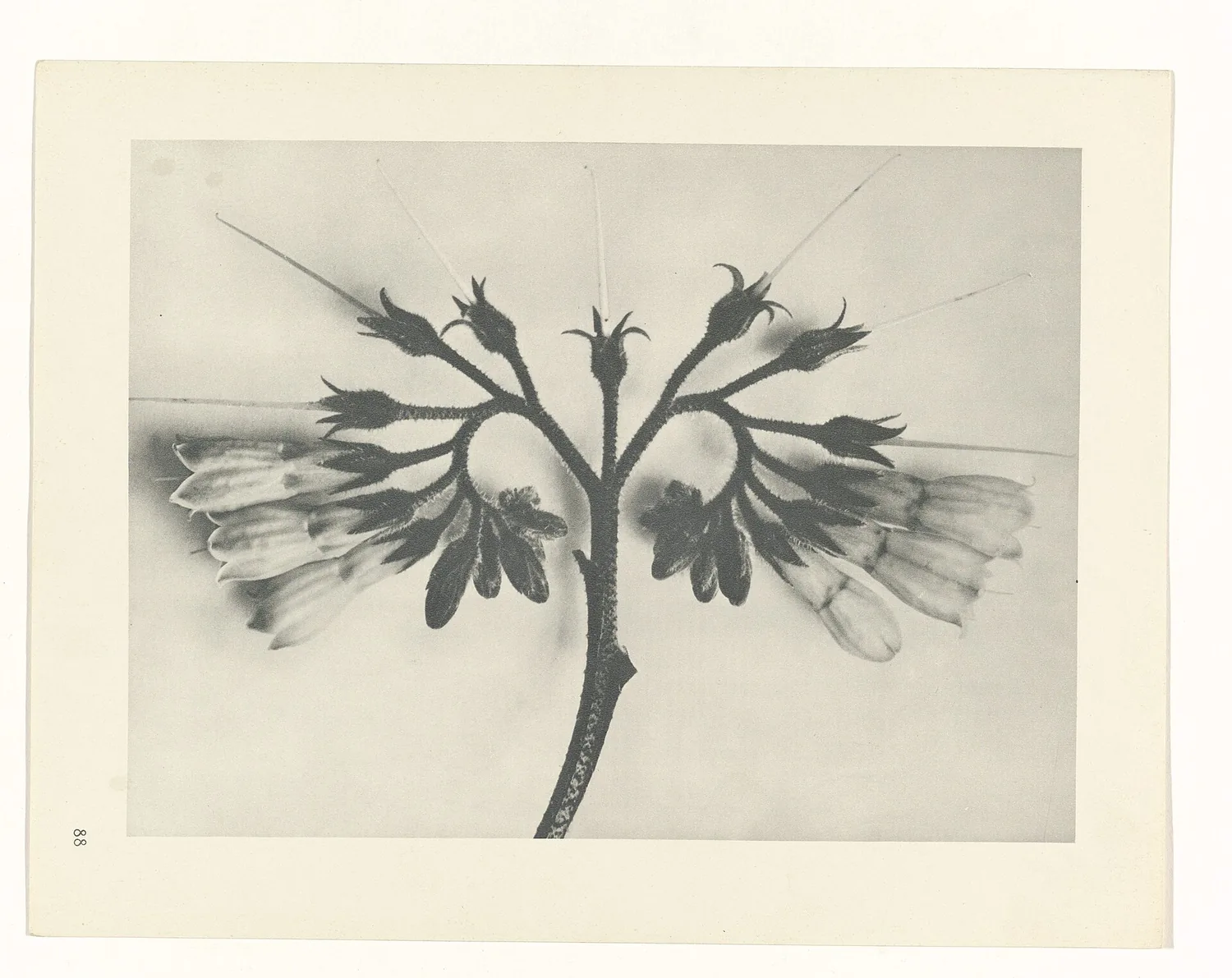 Plate 88 of Urformen der Kunst
