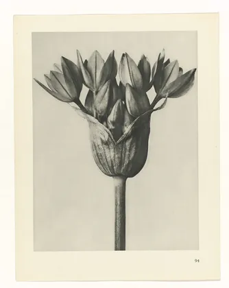 Plate 94