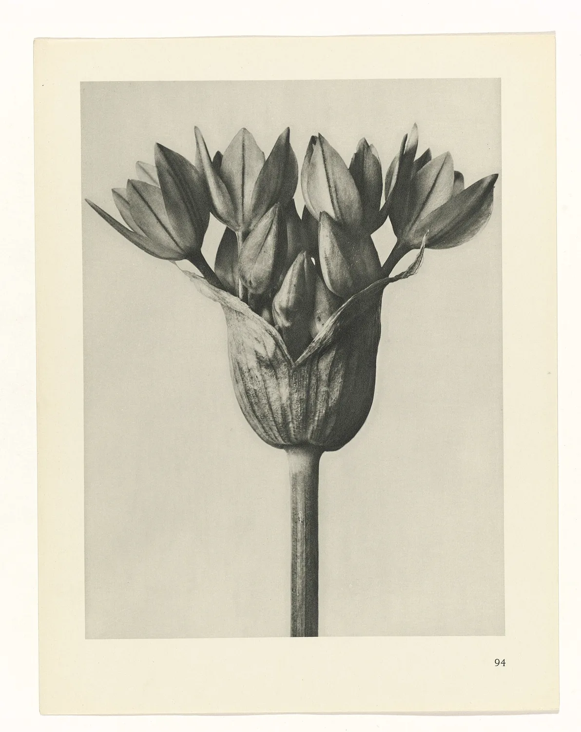 Plate 94 of Urformen der Kunst