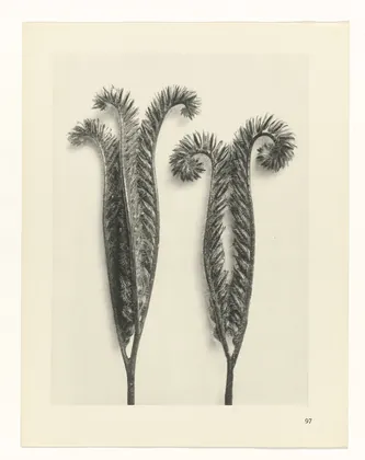 Plate 97