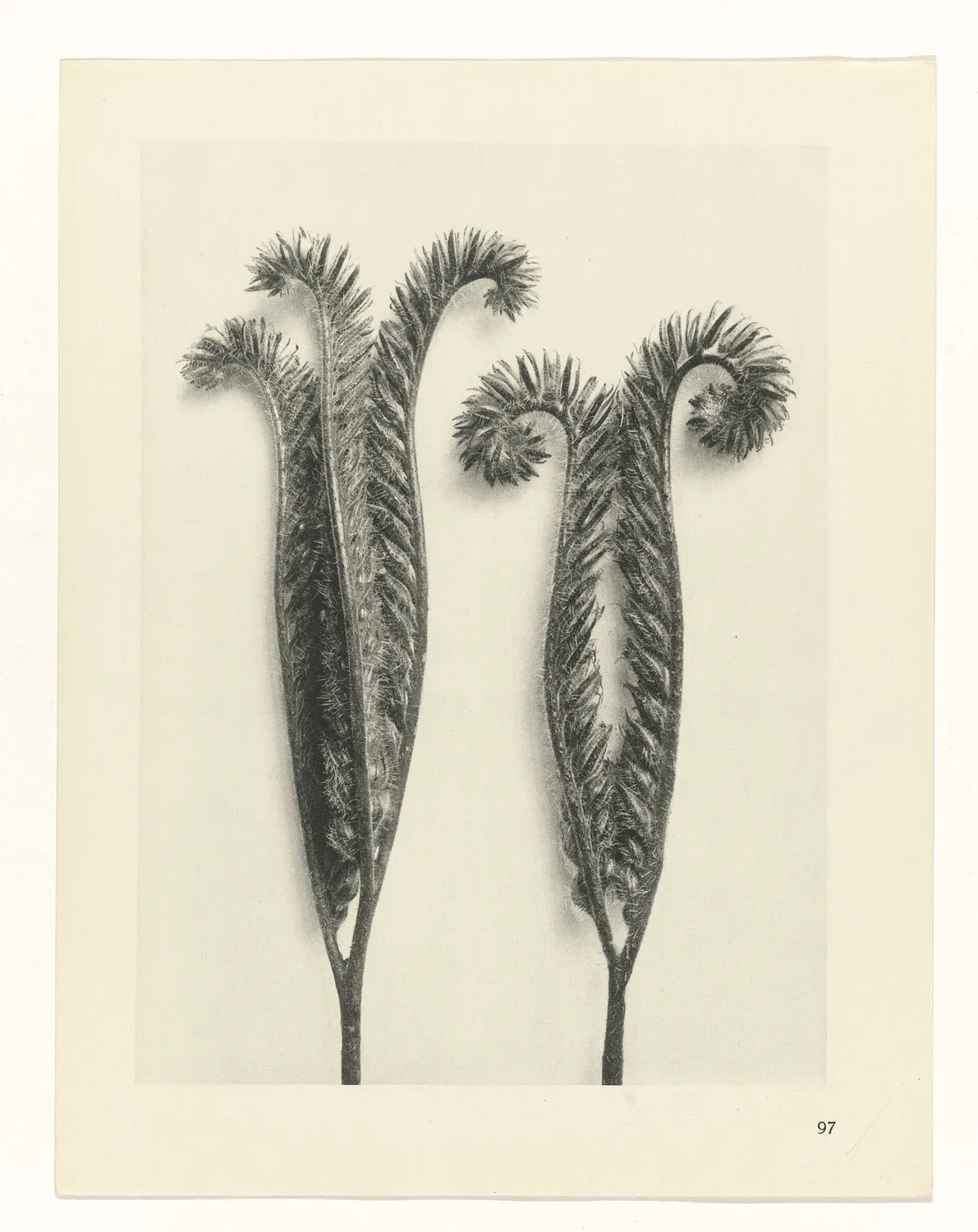 Plate 97 of Urformen der Kunst