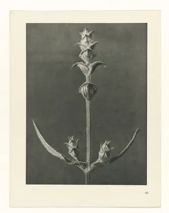 Plate 99