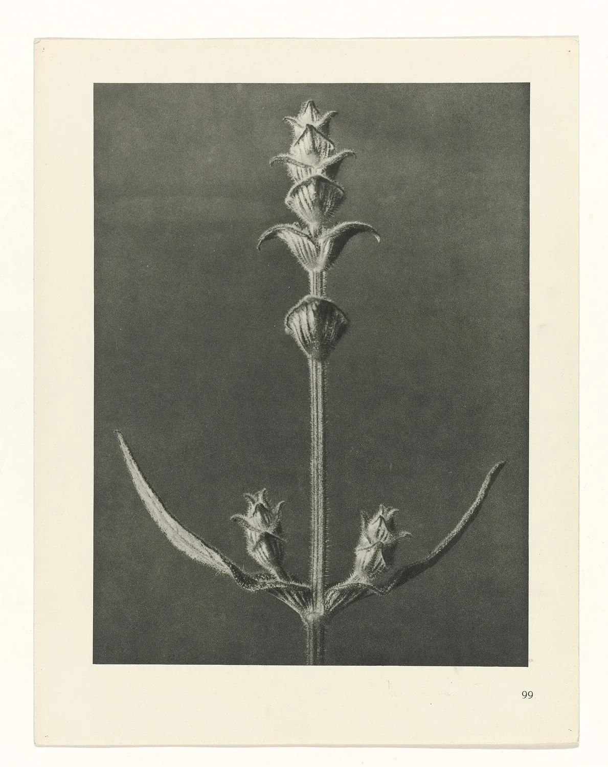 Plate 99 of Urformen der Kunst