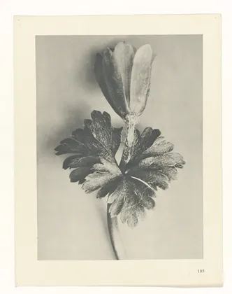 Plate 105