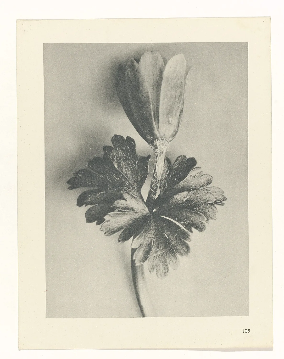 Plate 105 of Urformen der Kunst