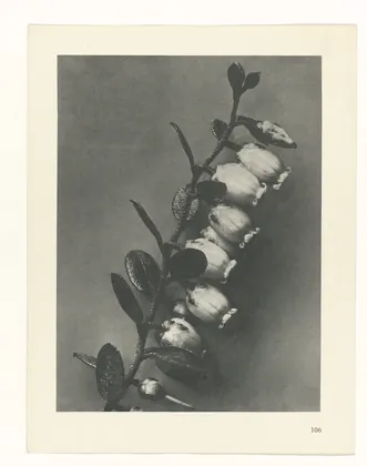 Plate 106