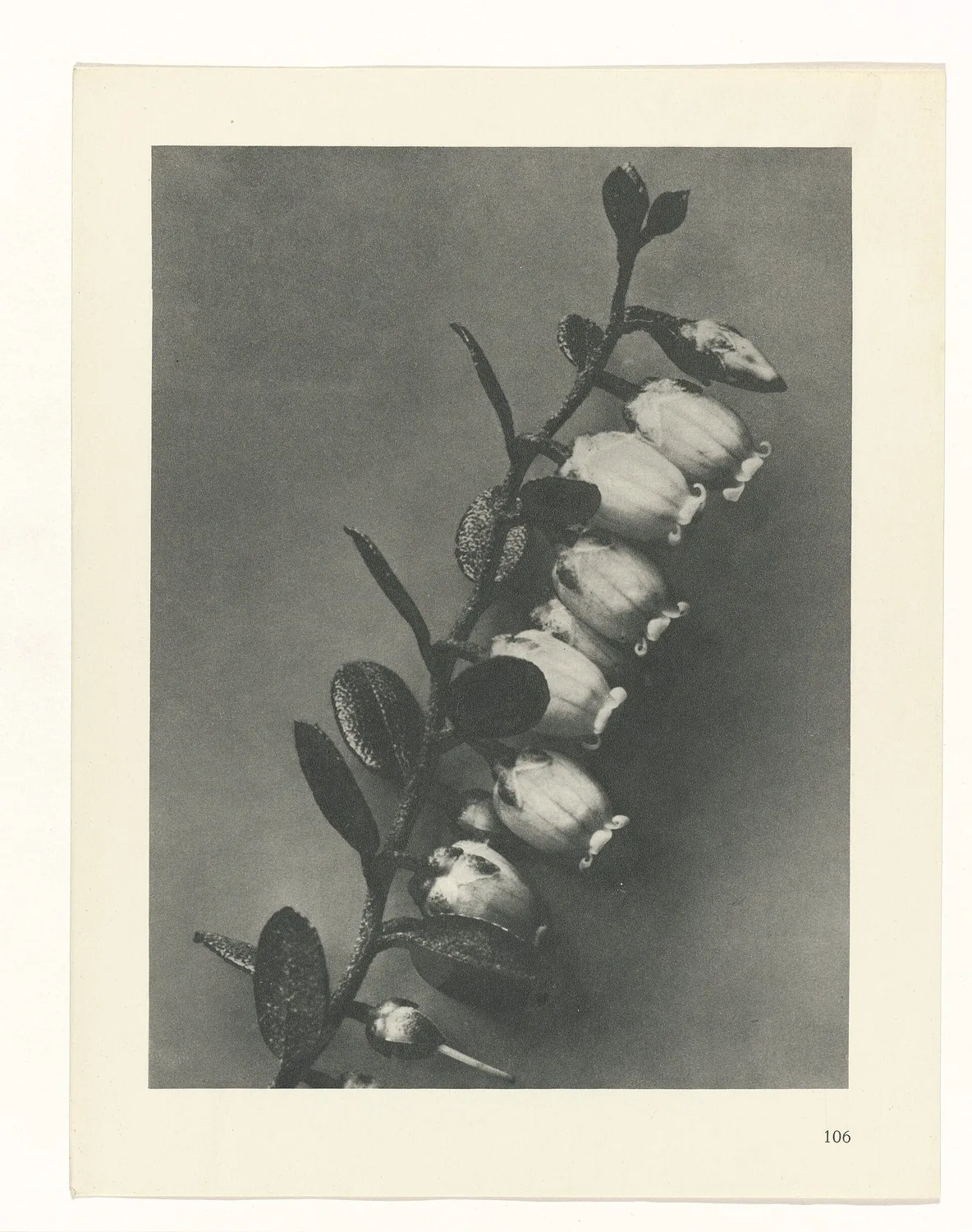 Plate 106 of Urformen der Kunst
