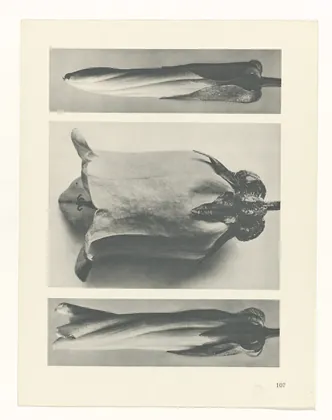 Plate 107
