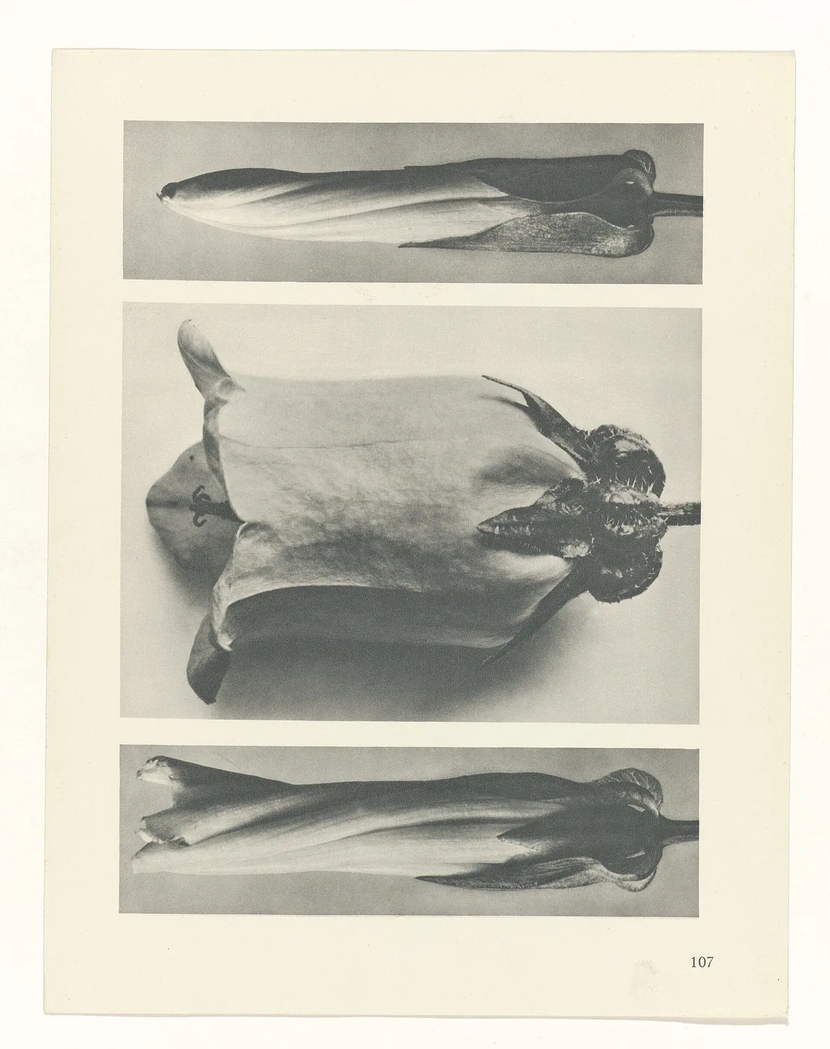 Plate 107 of Urformen der Kunst