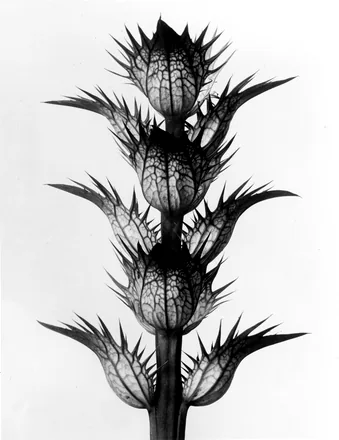 Acanthus mollis, Bear’s breeches
