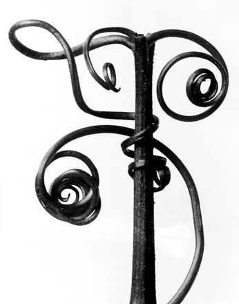 Cucurbita, Squash, tendrils