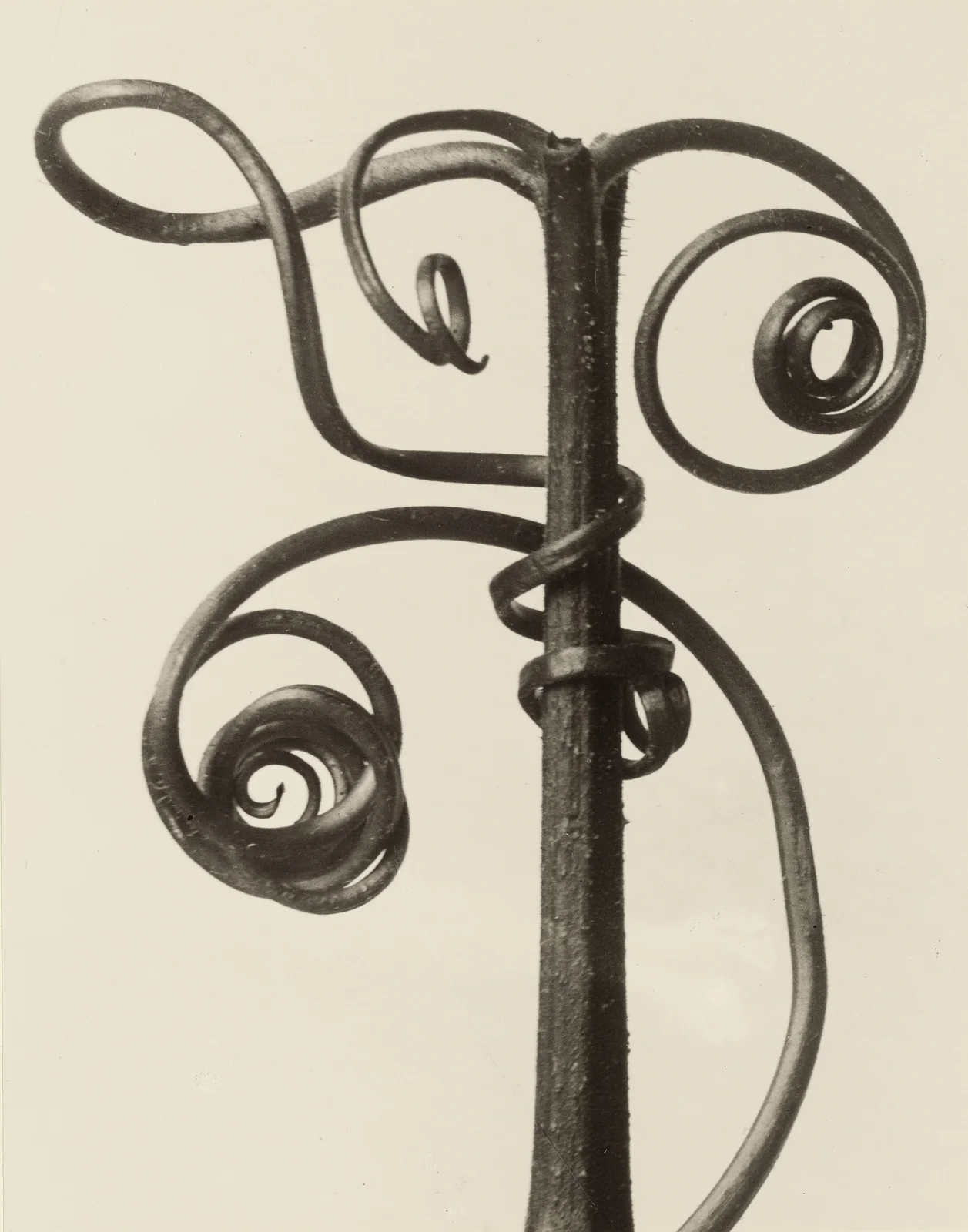 Cucurbita, Squash, tendrils, photographed by Karl Blossfeldt